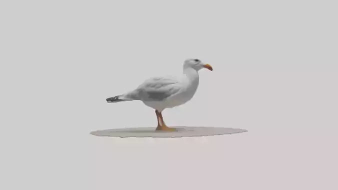 3D model Seagull standing on beach model VR / AR / low-poly