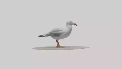 3D model Seagull standing on beach model VR / AR / low-poly