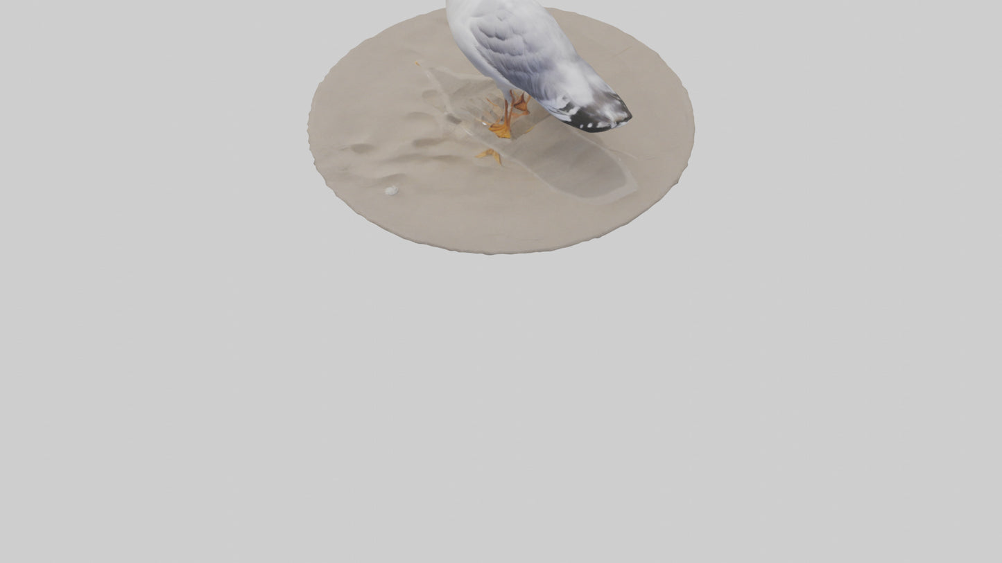 3D model Seagull standing on beach model VR / AR / low-poly