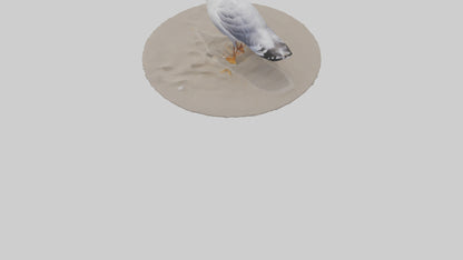 3D model Seagull standing on beach model VR / AR / low-poly