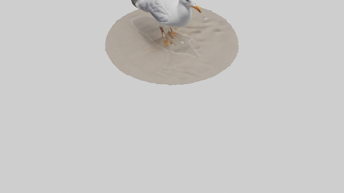 3D model Seagull standing on beach model VR / AR / low-poly
