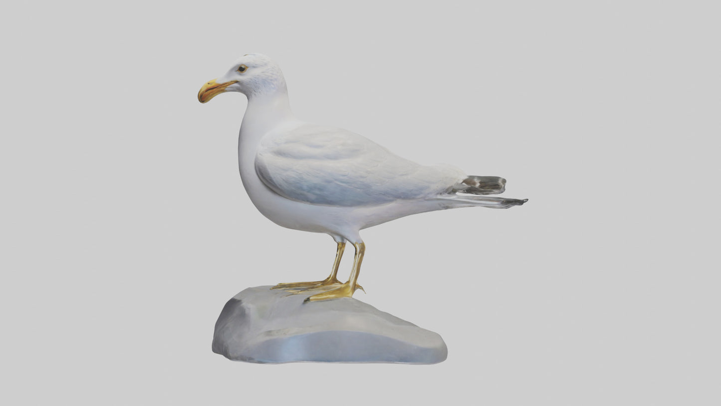 3D model Seagull statue model VR / AR / low-poly