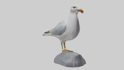 3D model Seagull statue model VR / AR / low-poly
