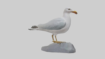 3D model Seagull statue model VR / AR / low-poly