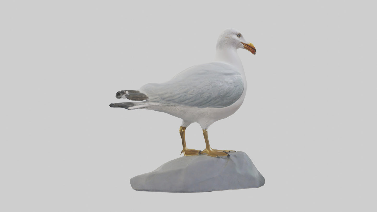 3D model Seagull statue model VR / AR / low-poly