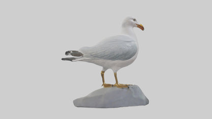 3D model Seagull statue model VR / AR / low-poly