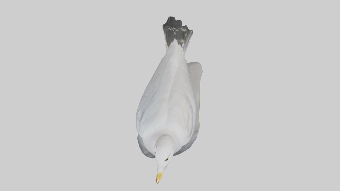3D model Seagull statue model VR / AR / low-poly
