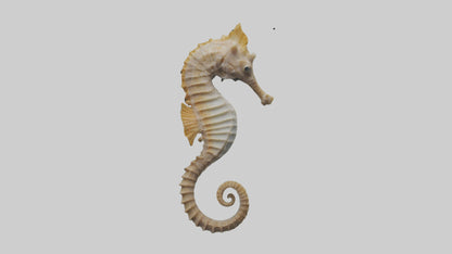 Seahorse Body 3D model