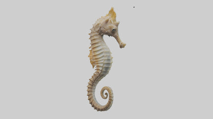 Seahorse Body 3D model