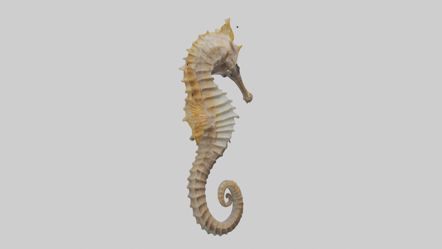 Seahorse Body 3D model