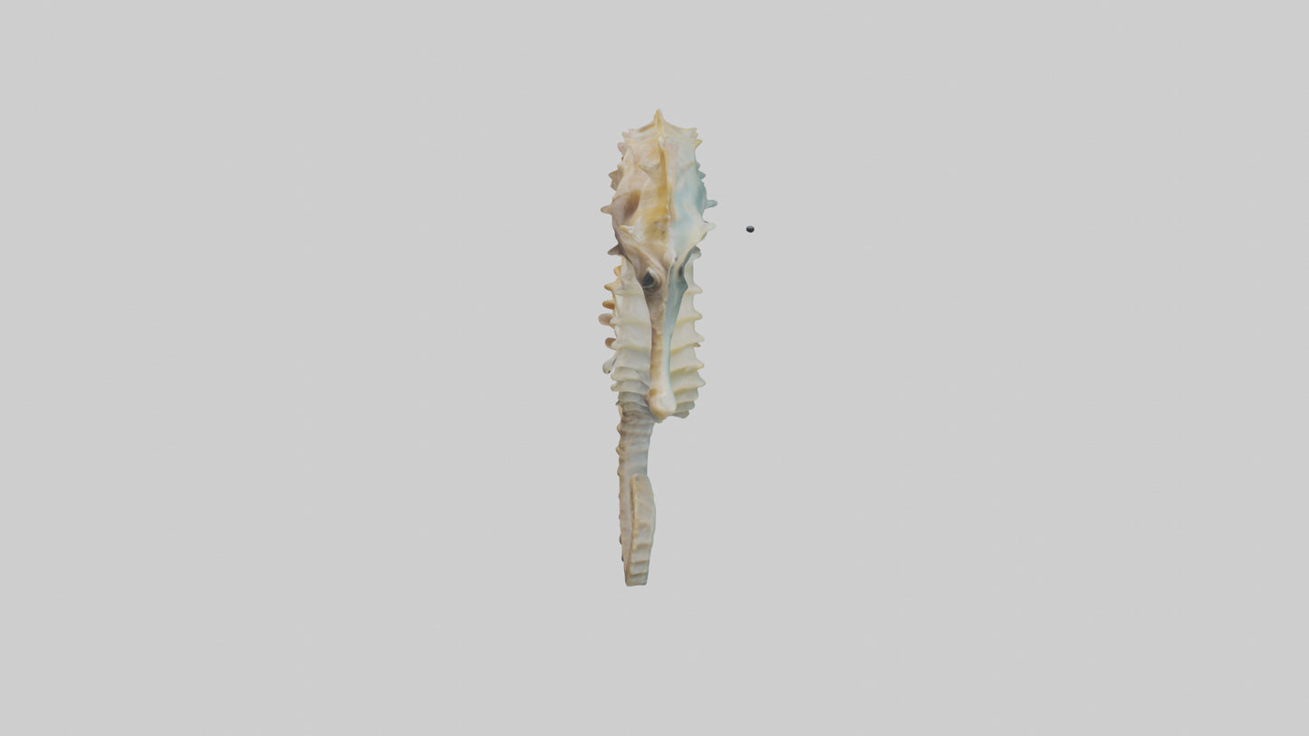 Seahorse Body 3D model