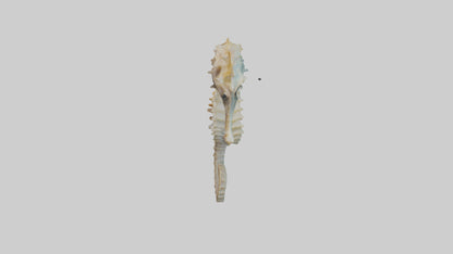 Seahorse Body 3D model