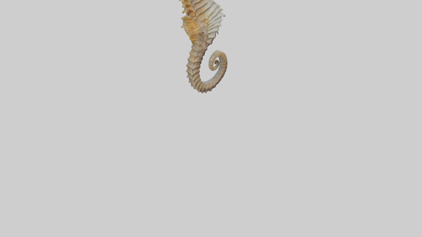 Seahorse Body 3D model