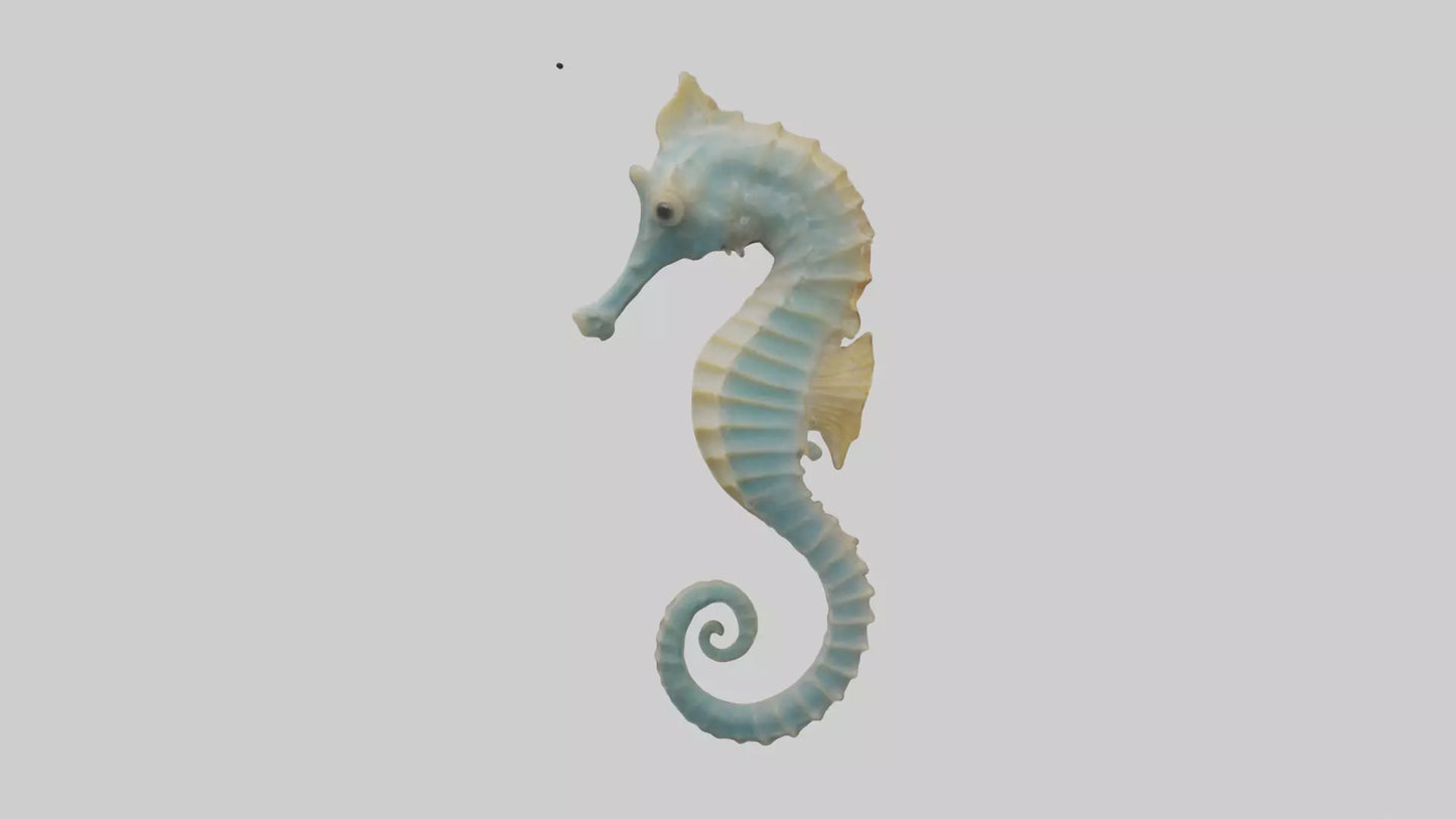 Seahorse Body 3D model