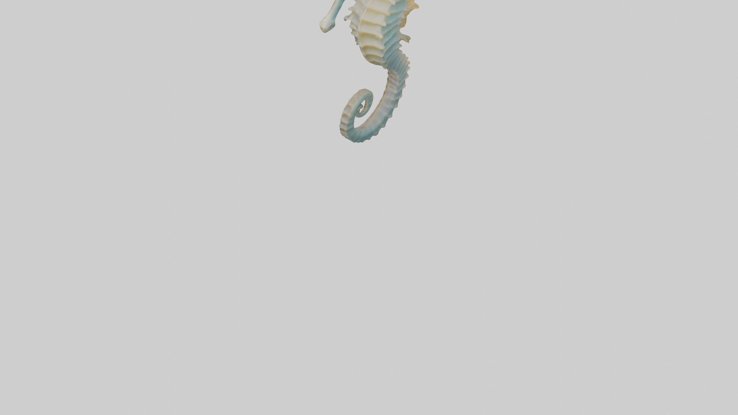 Seahorse Body 3D model