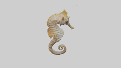 Seahorse Body 3D model