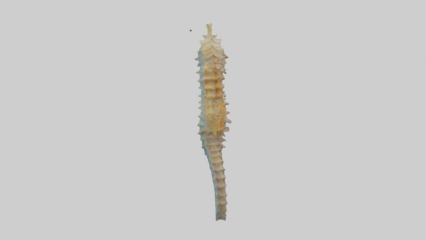 Seahorse Body 3D model