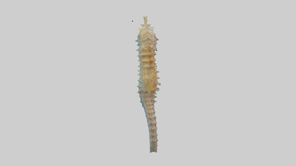 Seahorse Body 3D model