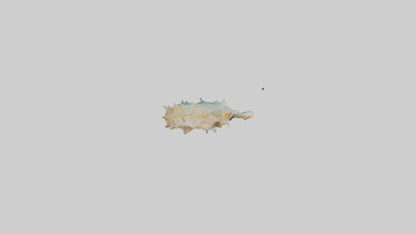 Seahorse Body 3D model