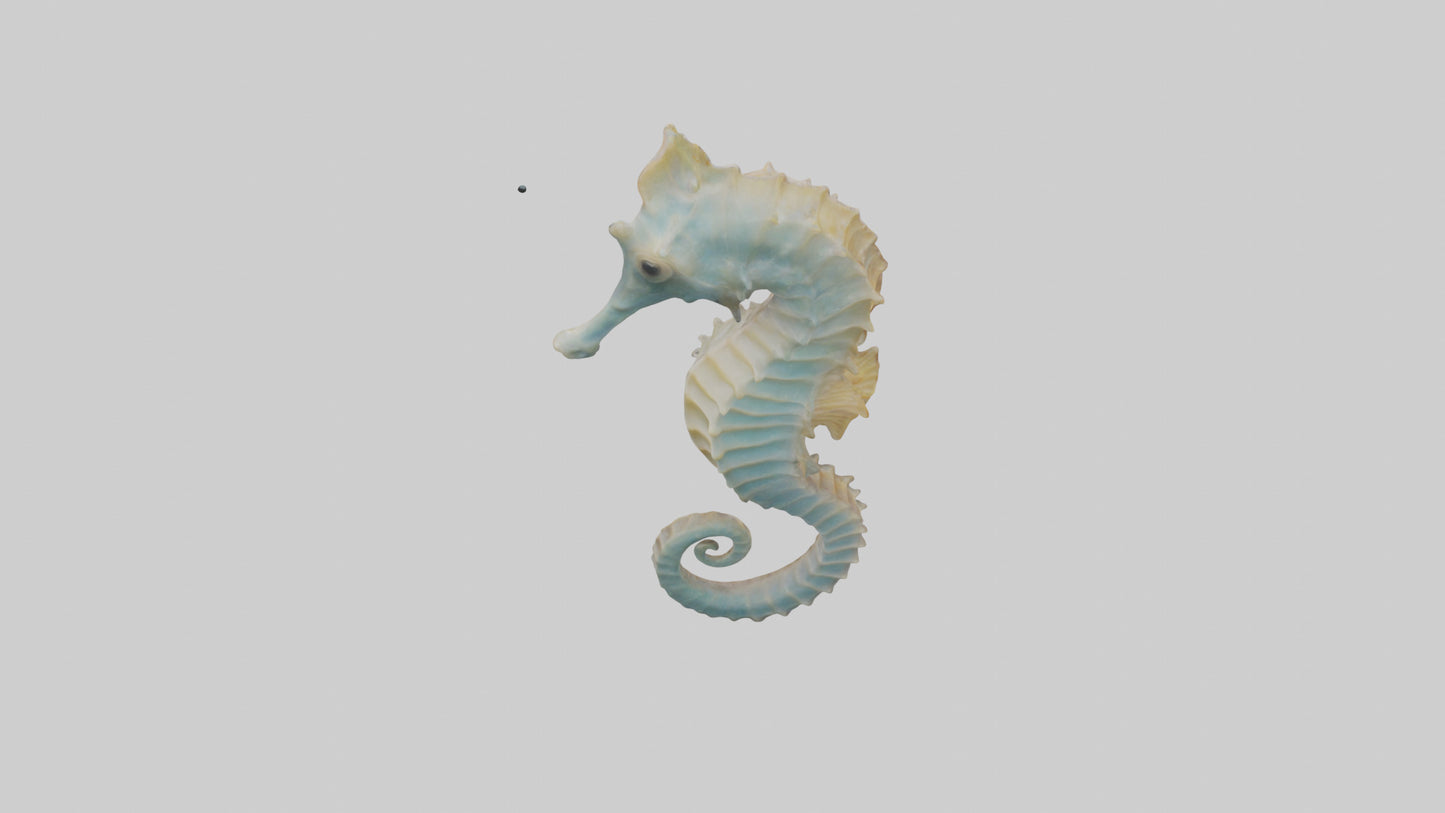 Seahorse Body 3D model