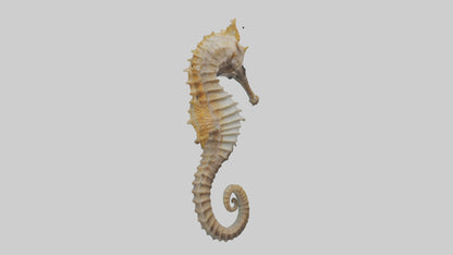 Seahorse Body 3D model
