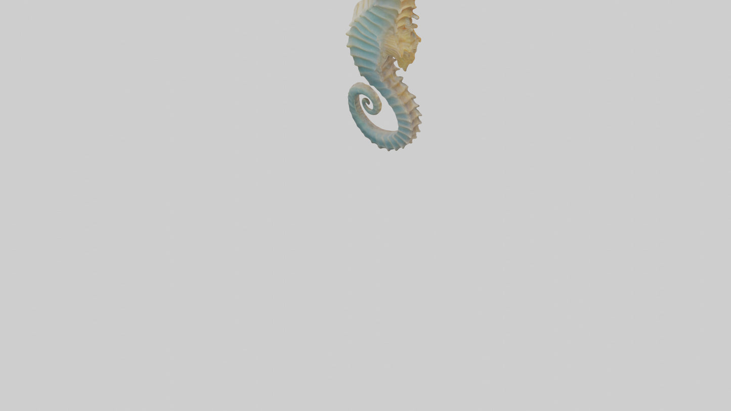Seahorse Body 3D model