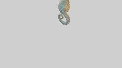 Seahorse Body 3D model
