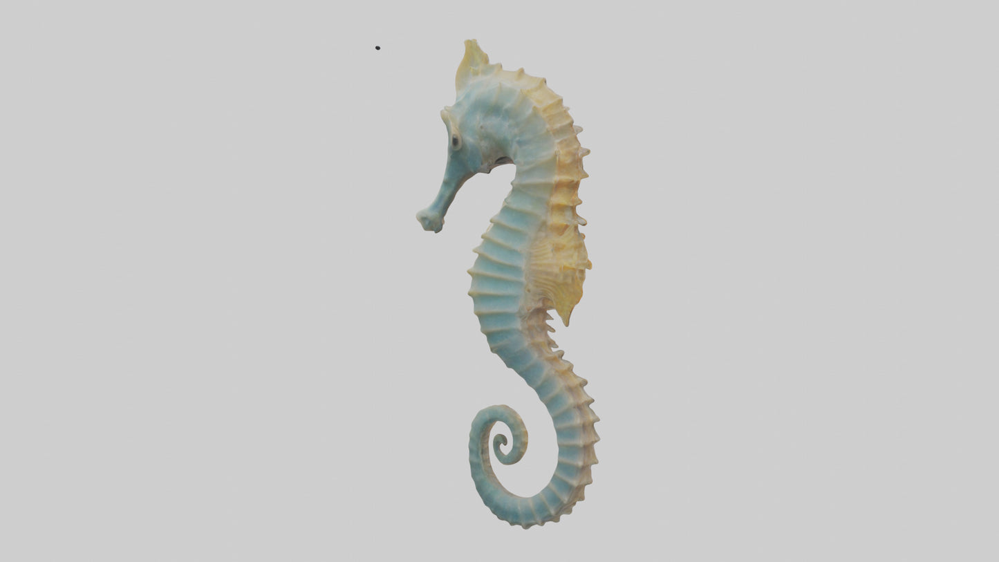Seahorse Body 3D model