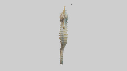 Seahorse Body 3D model