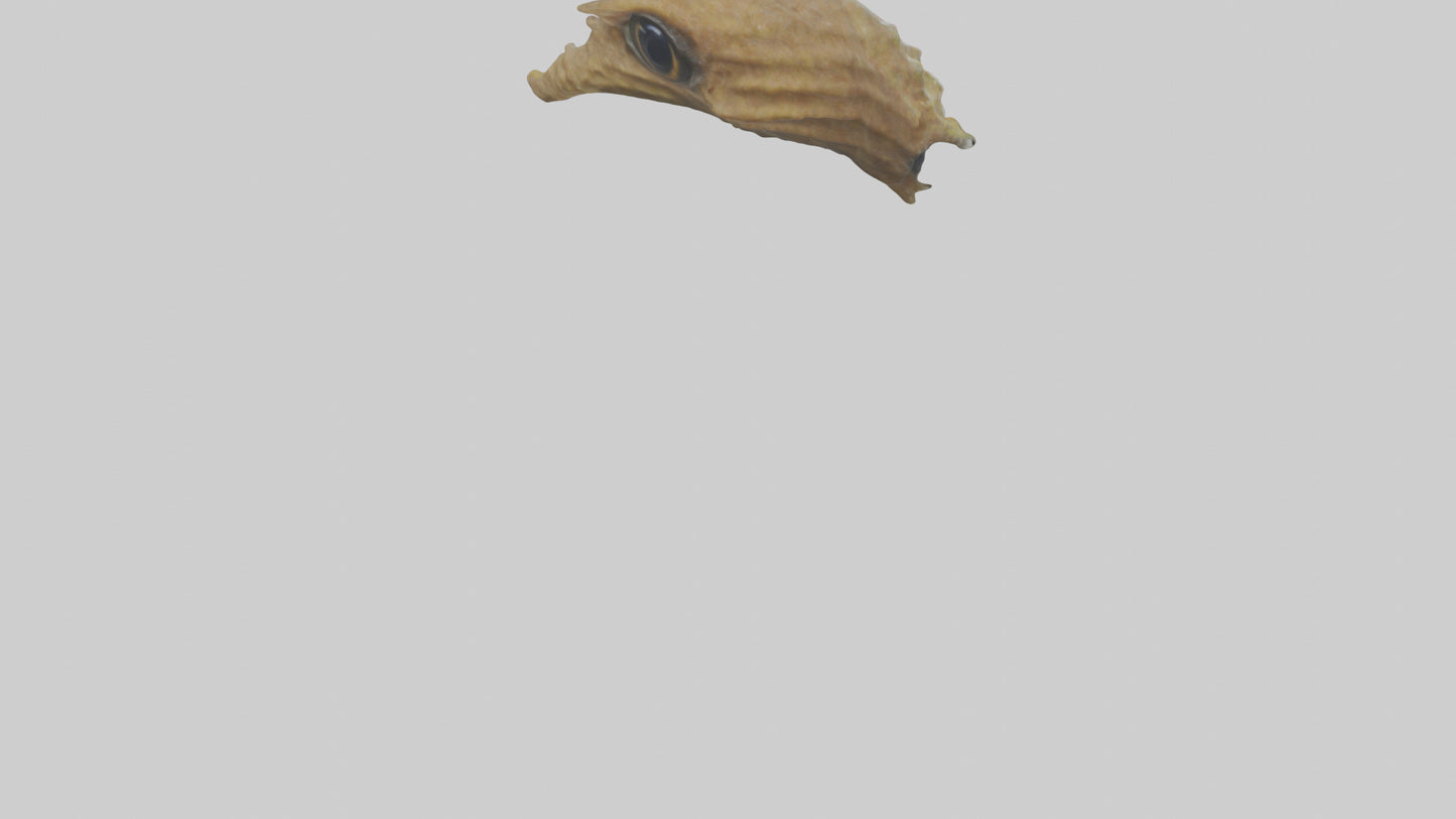Seahorse Brain 3D model