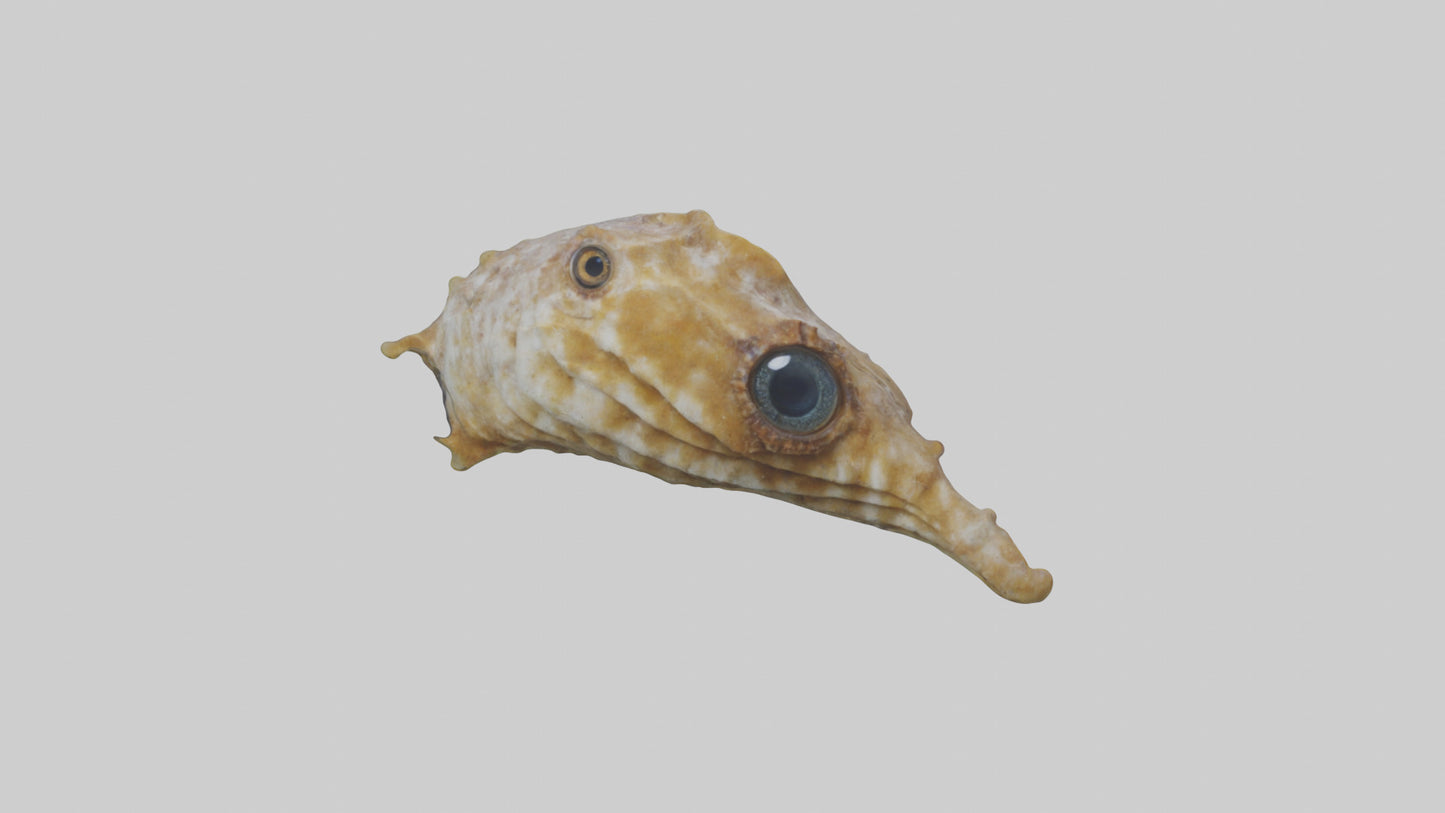 Seahorse Brain 3D model
