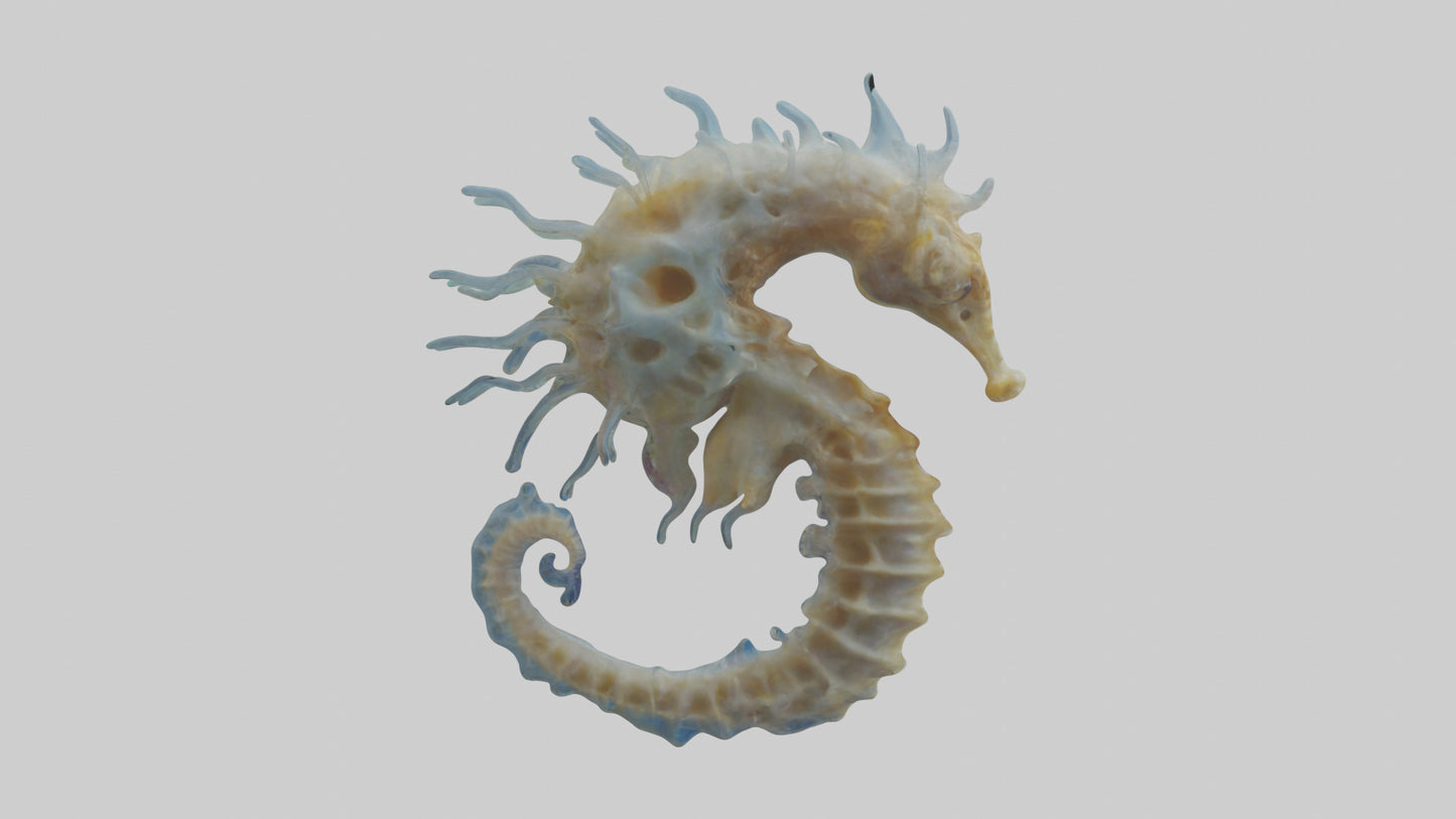 Seahorse Brain 3D model