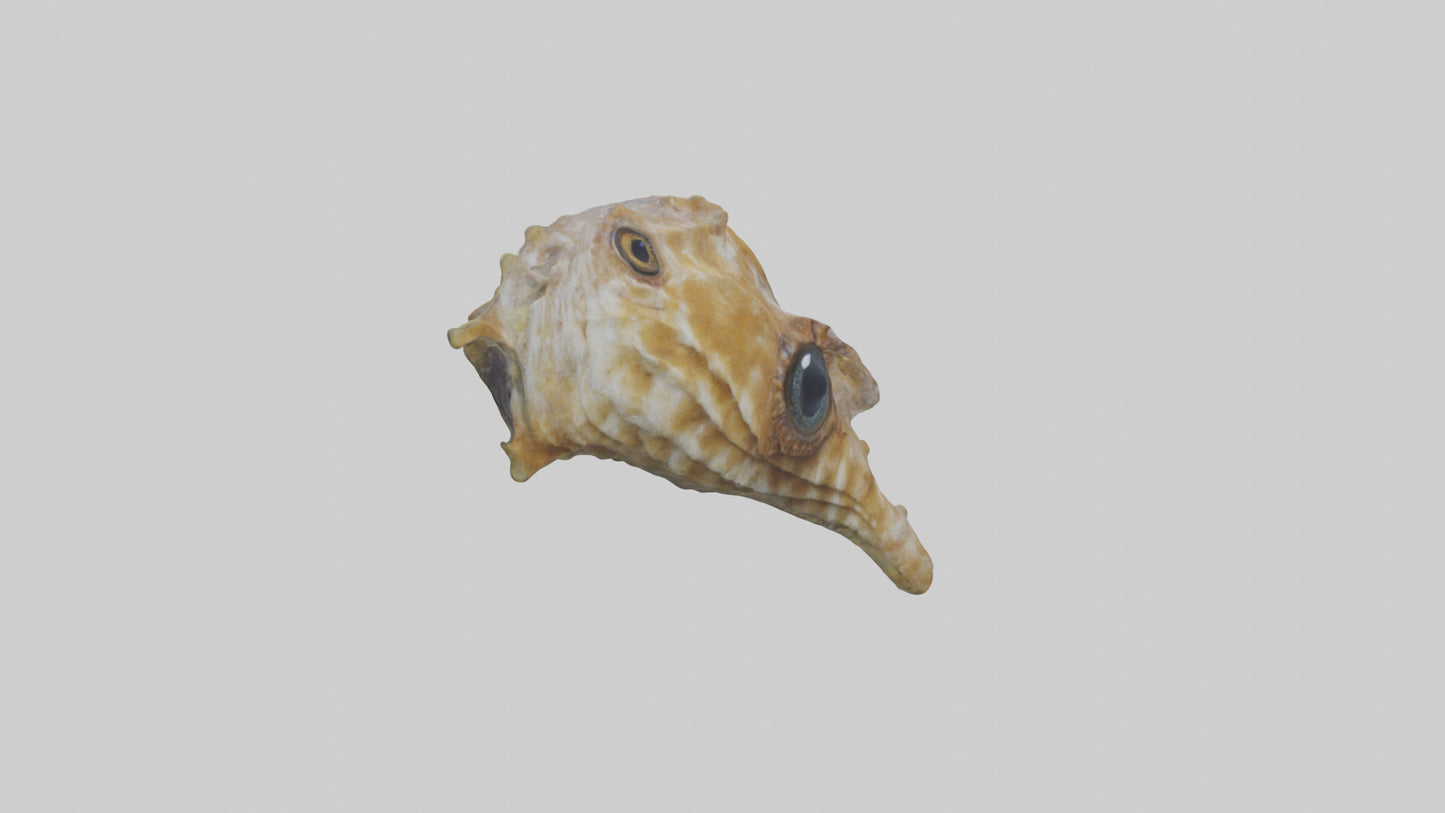 Seahorse Brain 3D model