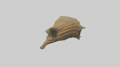 Seahorse Brain 3D model