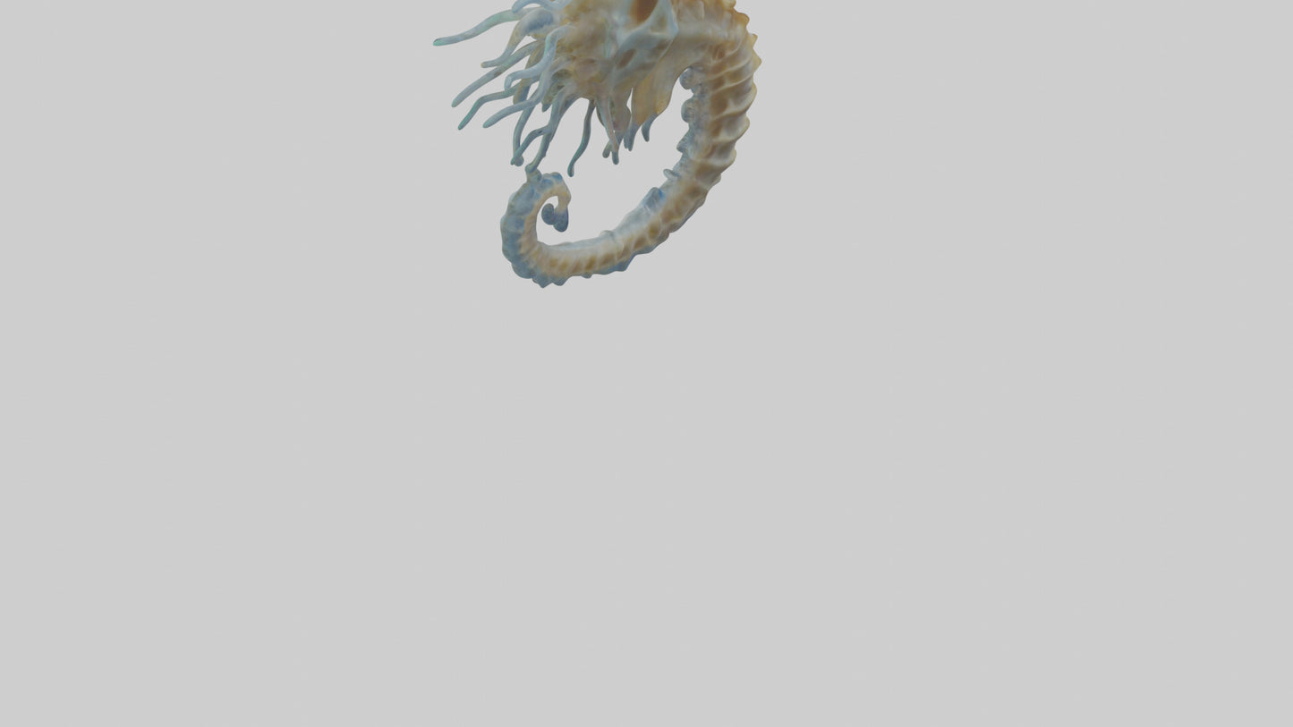 Seahorse Brain 3D model