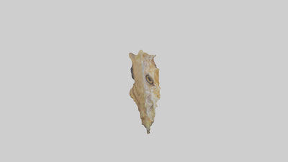Seahorse Brain 3D model