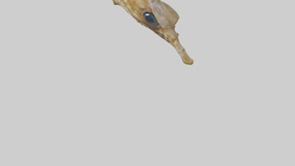 Seahorse Brain 3D model