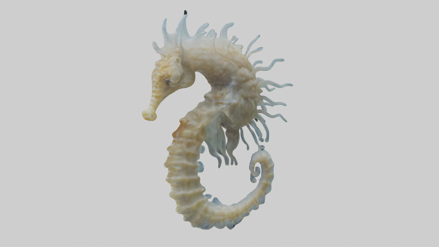 Seahorse Brain 3D model