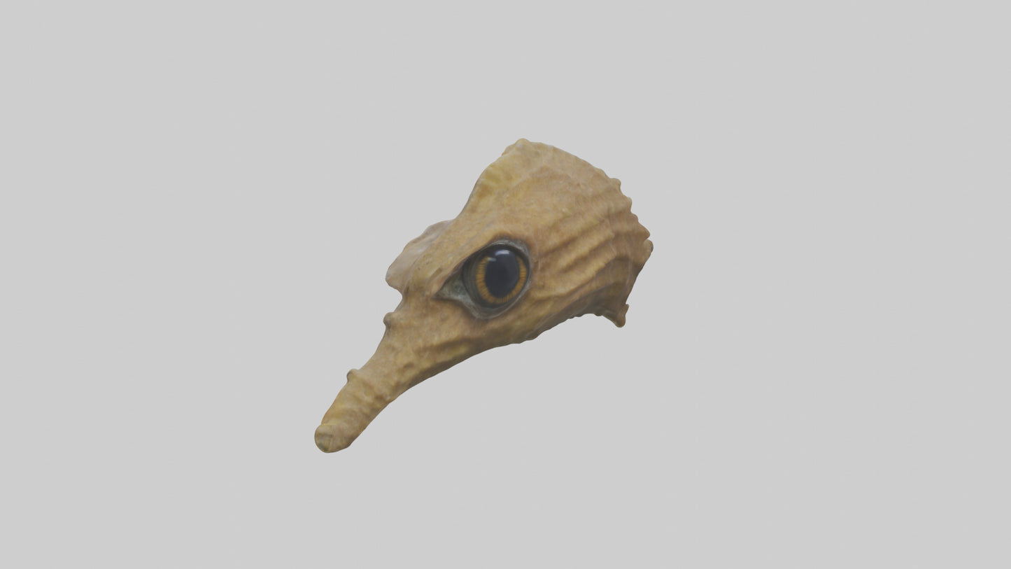 Seahorse Brain 3D model