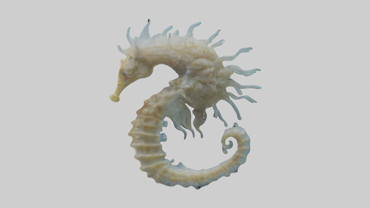 Seahorse Brain 3D model