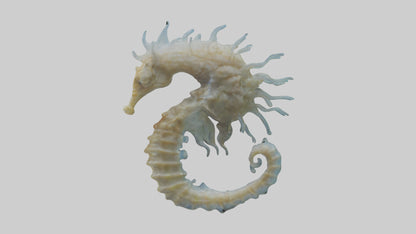 Seahorse Brain 3D model