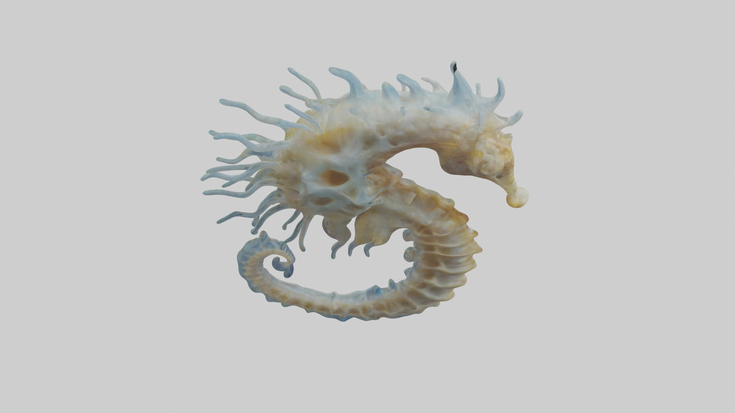 Seahorse Brain 3D model