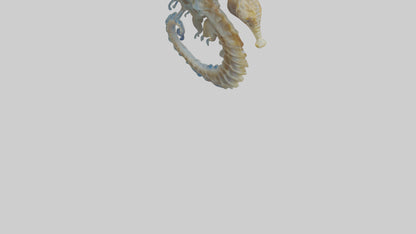 Seahorse Brain 3D model