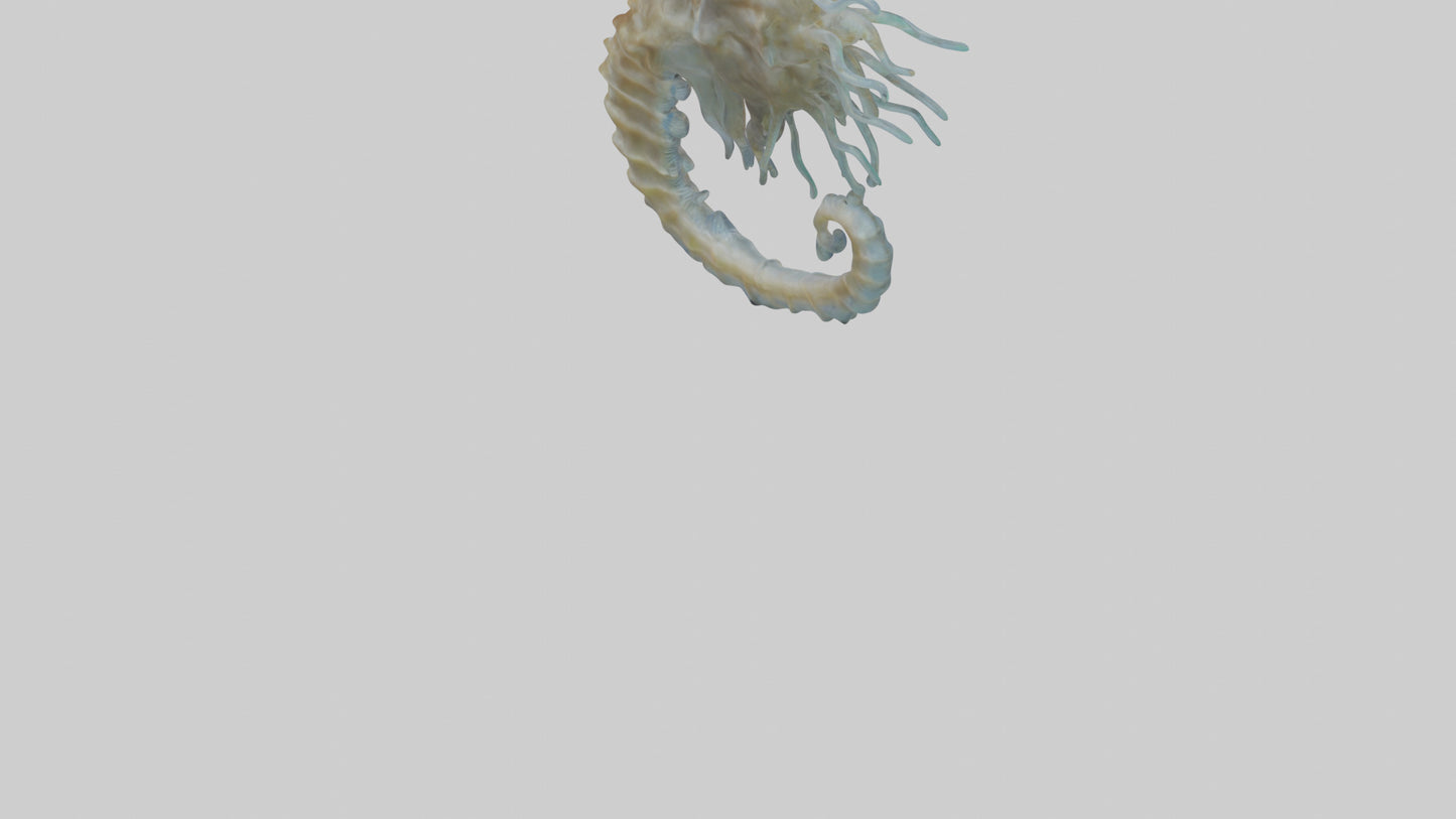 Seahorse Brain 3D model