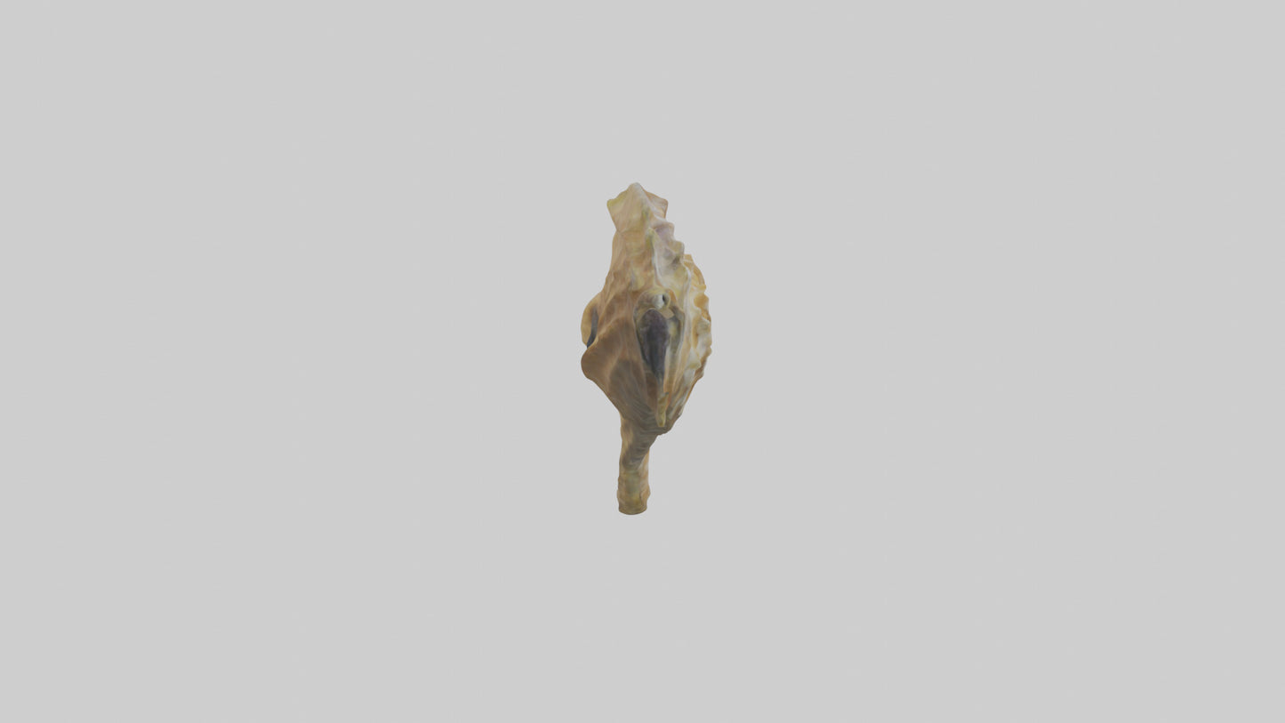 Seahorse Brain 3D model