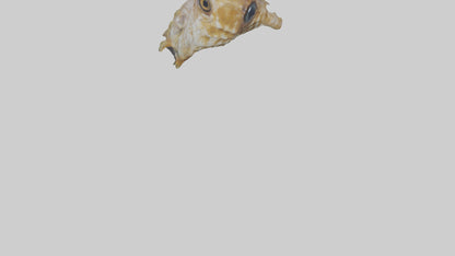 Seahorse Brain 3D model