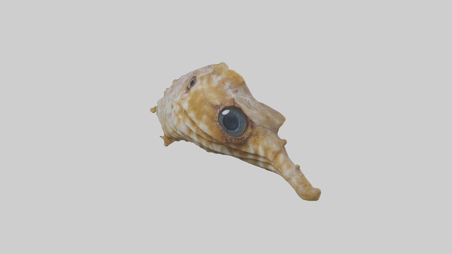 Seahorse Brain 3D model