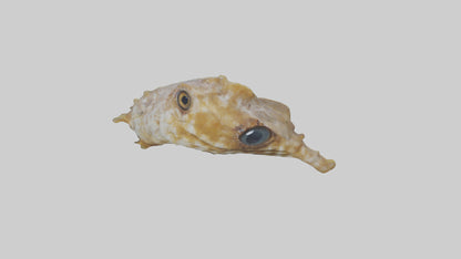 Seahorse Brain 3D model