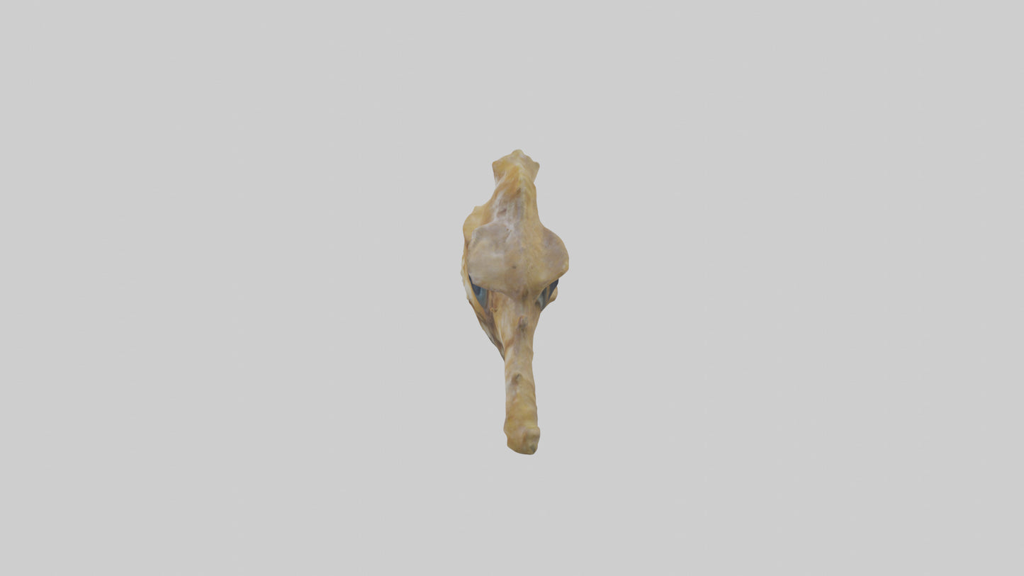 Seahorse Brain 3D model