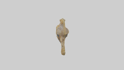 Seahorse Brain 3D model